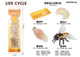 OBL938275 - 蜜蜂成长周期