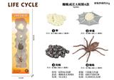 OBL938277 - 蜘蛛成长周期A