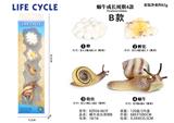 OBL938280 - 蜗牛成长周期B