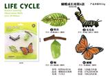 OBL938281 - 蝴蝶成长周期