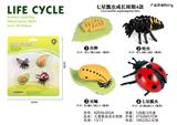 OBL938285 - 七星瓢虫成长周期