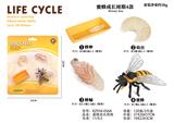 OBL938286 - 蜜蜂成长周期
