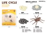 OBL938288 - 蜘蛛成长周期A