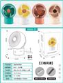 OBL941200 - Fan